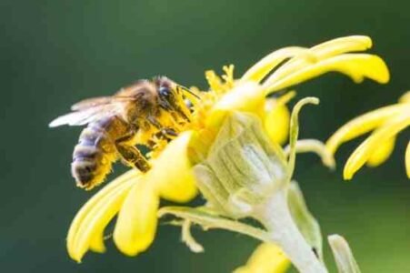 New Bee Bill Gets Tough on Pesticides Image